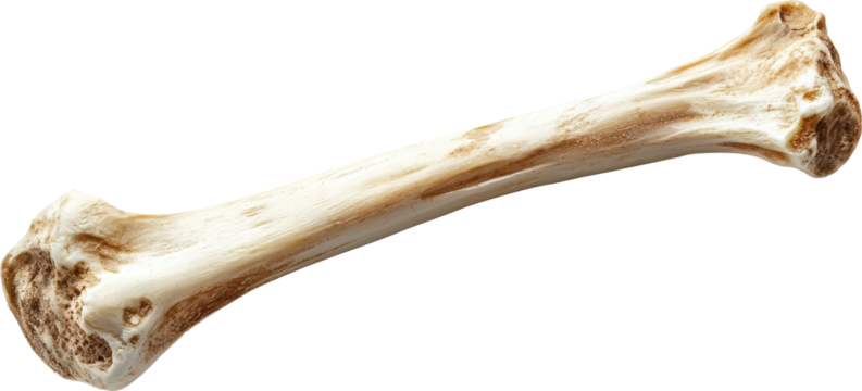 Natural dog bone for pets and animal lovers