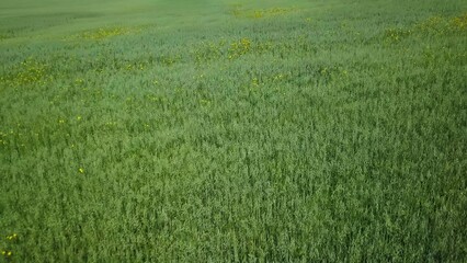 Obraz premium A Beautiful Lush Green Grass Field for Various Enjoyable Outdoor Activities and Relaxation. Clip