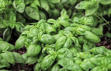 Close up of fresh green basil growing in vegetable garden. Selective focus.
