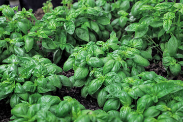 Close up of fresh green basil growing in vegetable garden. Selective focus.
