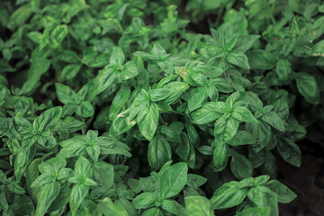 Close up of fresh green basil growing in vegetable garden. Selective focus.
