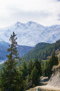Snowy Nanga Parbat and a trail surrounded by lush pine forests sit against a backdrop of rugged mountains. 