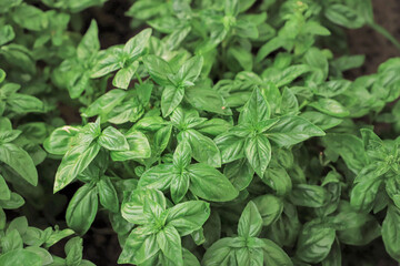 Fresh basil leaves. Top views. Natural background. Selective focus.