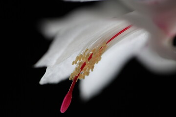 petals of a flower of a Decembrist plant on a dark background close-up
