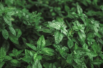 
Close up of fresh green basil growing in vegetable garden. Selective focus.
