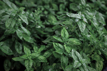 Close up of fresh green basil growing in vegetable garden. Selective focus.
