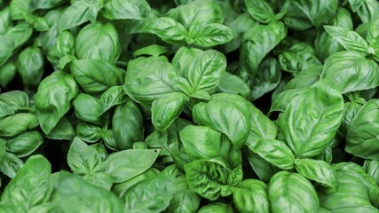 Fresh basil leaves. Top views. Natural background. Selective focus.