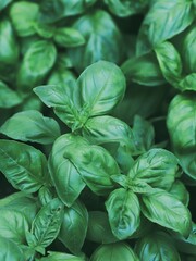 Fresh basil leaves. Top views. Natural background. Selective focus.