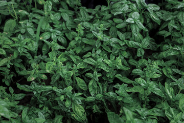Fresh basil leaves. Top views. Natural background. Selective focus.