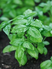 
Close up of fresh green basil growing in vegetable garden. Selective focus.
