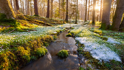 Obraz premium A narrow brook flows gently through a vibrant forest floor, where patches of melting snow mingle with blooming greenery. Sunlight filters through the trees, creating a tranquil atmosphere