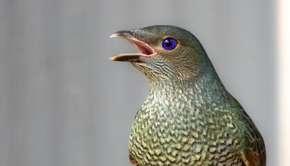 Portrait of a female Satin Bowerbird