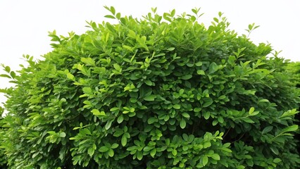 Obraz premium Lush Green Bush, Thick Foliage, Natural Plants, Isolated PNG, High-Resolution Botanical Image