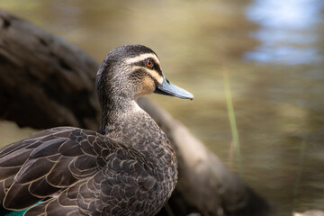 Portrait of a Pacific Black Duck