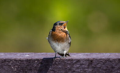 A Welcome Swallow perched on a wood handrail