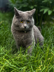 cat on green grass