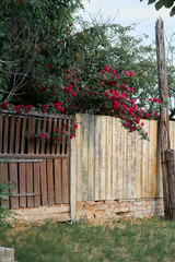 Rustic wooden fence adorned with vibrant red roses and greenery