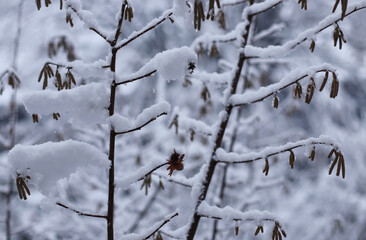 Snow on the branches in December