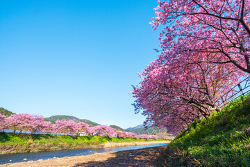 河津桜の風景（河津町）