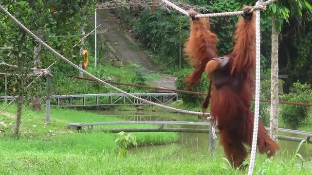 orangutan swingging on the rope