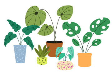 Potted house plants composition. Home and office interior houseplants. Modern green leaf, succulent, cactus decoration in planters, flowerpots. Flat vector illustration isolated on white background