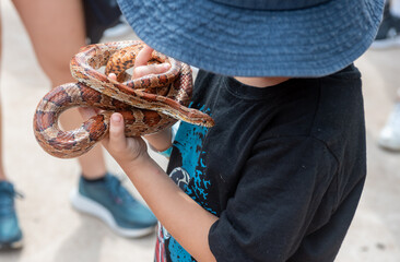 Child That Plays With A Snake In Australian Park