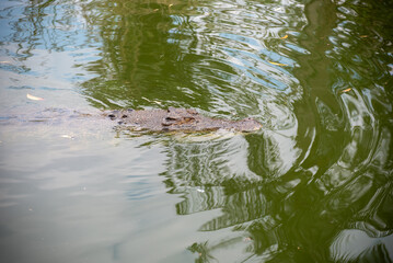 Close Up Of The Head Of Crocodrile Swimming In Water