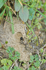Closeup on a female Nycthemeral mining bee, Andrena nycthemera in front of her nest entrance