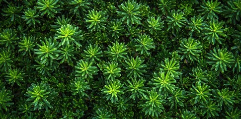 Green pine tree branches in the background, dark green in color, top view, flat lay.
 