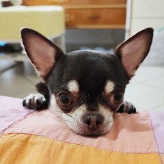 Chihuahua puppy put his head on the sofa