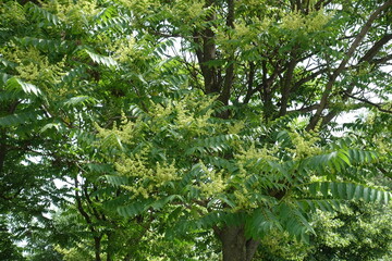 Profuse flowers in the leafage of Ailanthus altissima in June
