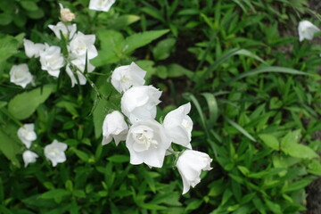 Multiple double white flowers of Campanula persicifolia in mid June