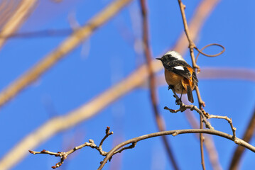 Daurian Redstart patrolling his territory