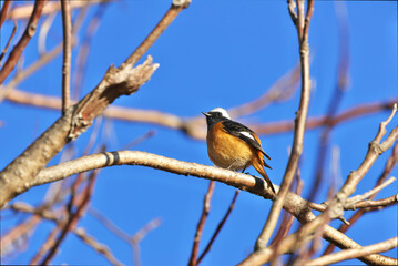 Daurian Redstart patrolling his territory
