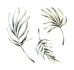 Palm leaves set. Tropical exotic plant branch. Watercolor hand drawn floral illustration isolated on white background