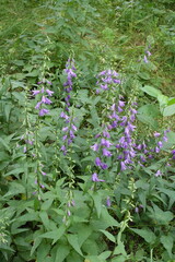 Fototapeta premium Buds and purple flowers of creeping bellflower in June