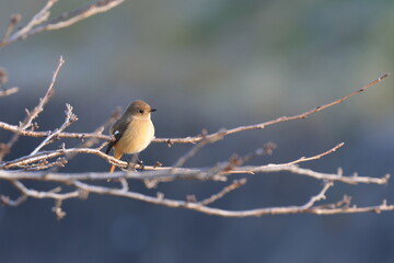 Daurian Redstart patrolling her territory