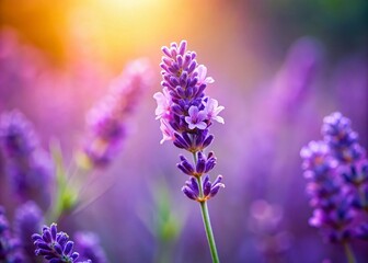 Obraz premium Miniature Lavender Bloom: Isolated Tilt-Shift Purple Flower