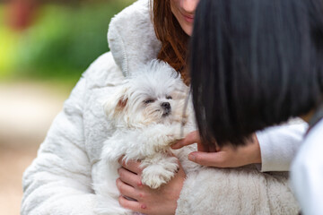Little Maltese Dog In The Arms Of A Girl