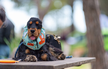 Cocker Dog During The Preparation For A Beauty Competition