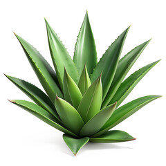 Fototapeta premium aloe vera plant