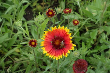 Bee pollinating red and yellow flower of Gaillardia aristata in mid June