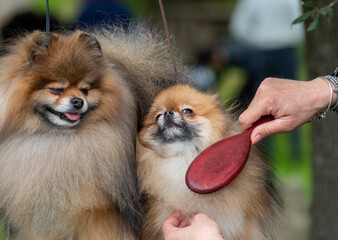 Couple Of Pomeranian Dogs That Are Being Brepared For A Beauty Competition