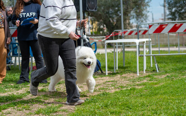 Samoyed Dog That Is Running During A Beauty Competition