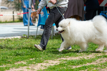 Samoyed Dog That Is Running During A Beauty Competition