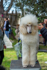 White Poddle Dog That Is Being Brepared For A Beauty Competition