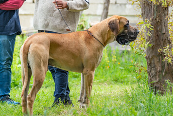 Brown Great Dane  That Is Partecipating To A Beauty Competition