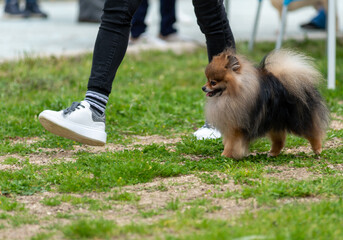 Little Brown Pomeranian That Is Paertecipating To A Beauty Competition