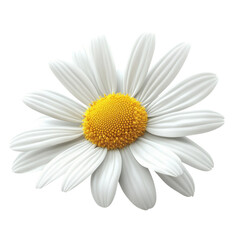 Bright white daisy blossom displaying vibrant yellow center against a plain background