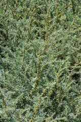 Wild rosemary in the California landscape